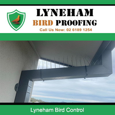 Professional bird control mesh fitted to roof eaves for pest prevention Lyneham area