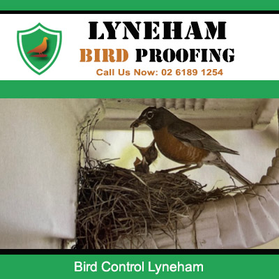 Mynah bird building nest on outdoor lamp needing bird control in Lyneham suburb
