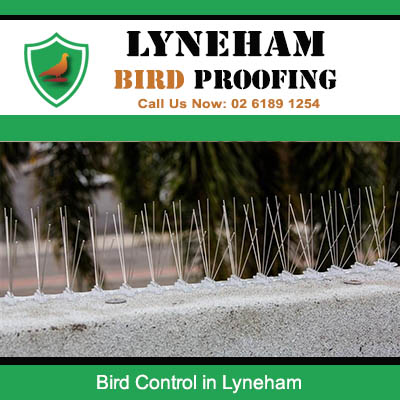 Anti bird spike strips fitted to building surface for pest control in Lyneham area