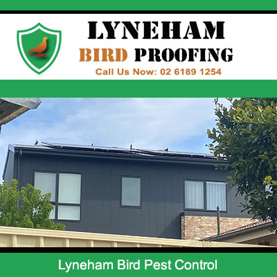 Modern home experiencing bird problem needing professional bird pest control Lyneham area