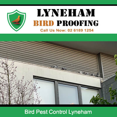 Residential property with bird infestation requiring pest control services in Lyneham