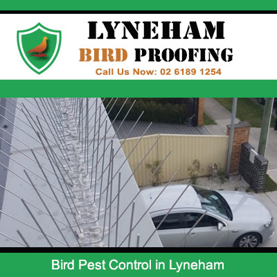 Effective bird pest control spikes installed on residential fence in Lyneham