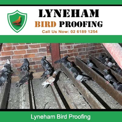 Bird infestation problem on residential property requiring bird proofing in Lyneham area