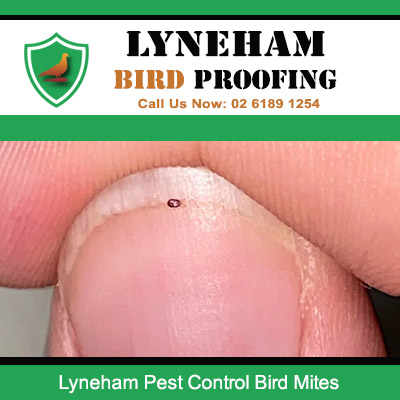 Close up of bird mite bites needing professional pest control services in Lyneham suburb