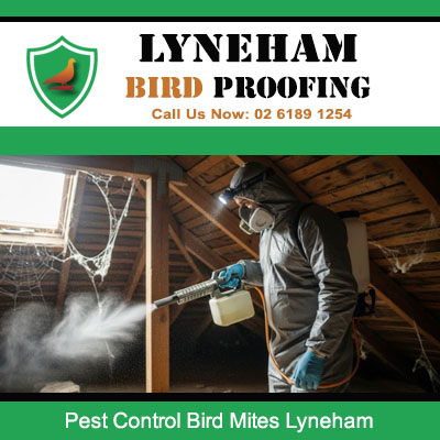 Professional pest control technician treating bird mites in roof cavity Lyneham property